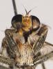 Triorla sp.